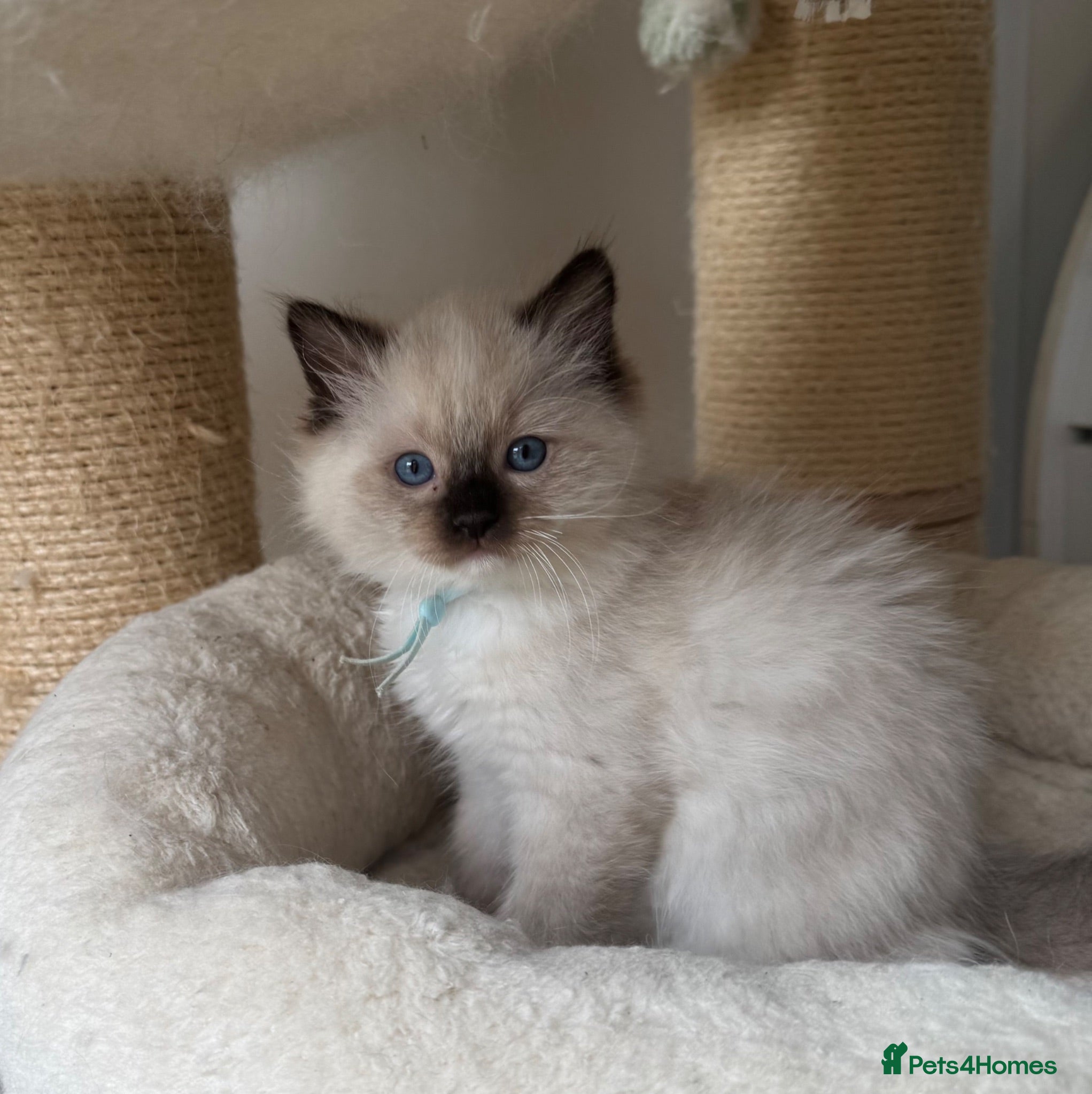 Ragdoll cats Beautiful TICA registered Ragdoll Kittens  - Advert 1