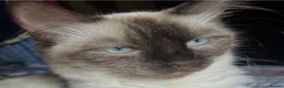 Ragdoll cats for sale: RAGDOLL X - Advert 1
