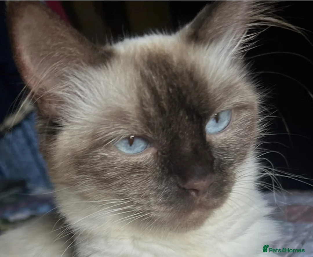 Ragdoll cats for sale: RAGDOLL X - Advert 1