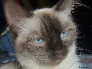 Ragdoll cats RAGDOLL X - Advert 1