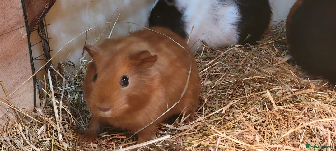 Guinea Pig rodents for sale: 2 bonded male guinea pigs  - Advert 1
