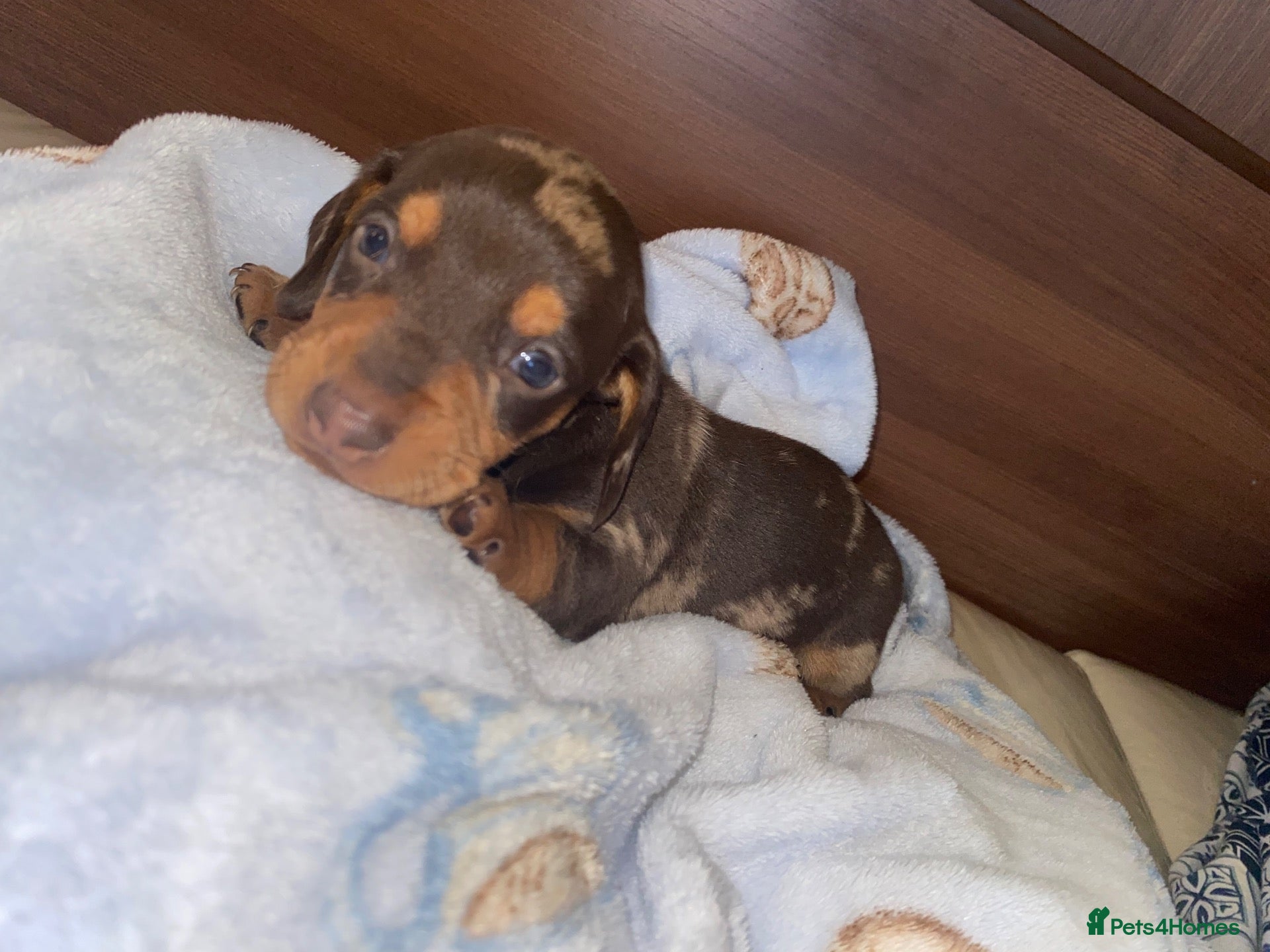 Dachshund dogs Dachshund  puppies - Advert 2
