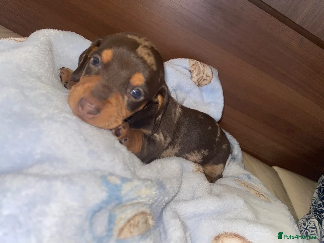 Dachshund dogs for sale: Dachshund  puppies - Advert 1