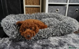 Miniature Poodle dogs for sale: Miniature/toy poodle 1 year old boy (Otis)  - Image 5
