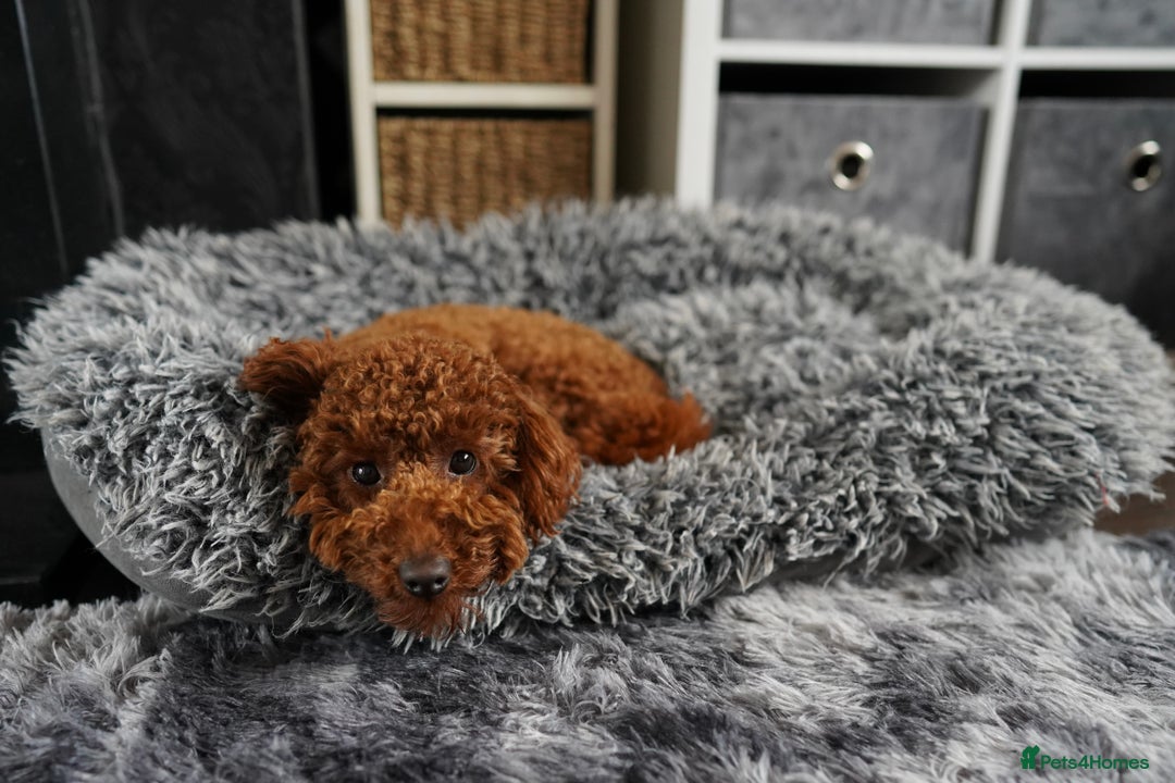 Miniature Poodle dogs for sale: Miniature/toy poodle 1 year old boy (Otis)  - Image 5