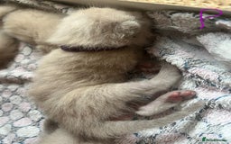 Ragdoll cats for sale: Ragdoll X Sphynx kittens  - Image 13