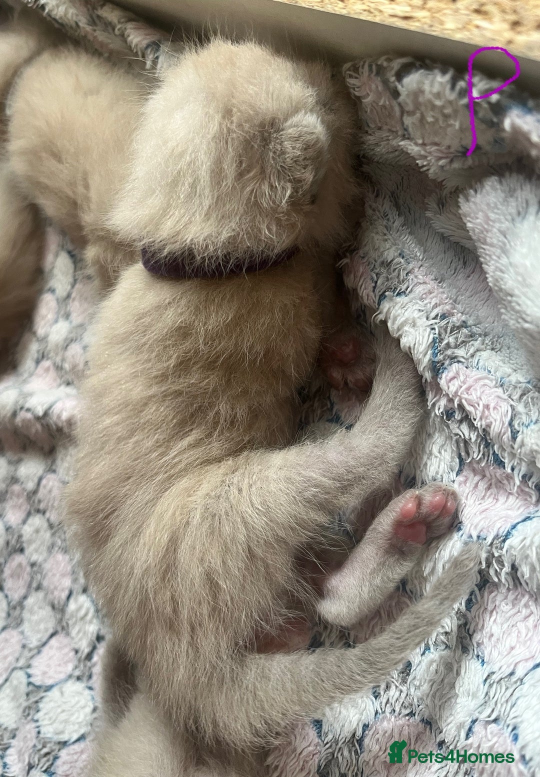 Ragdoll cats for sale: Ragdoll X Sphynx kittens  - Image 13