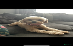 Maltipoo dogs for sale: ✨ Maltipoo Puppies Looking for Forever Homes! ✨ - Image 15