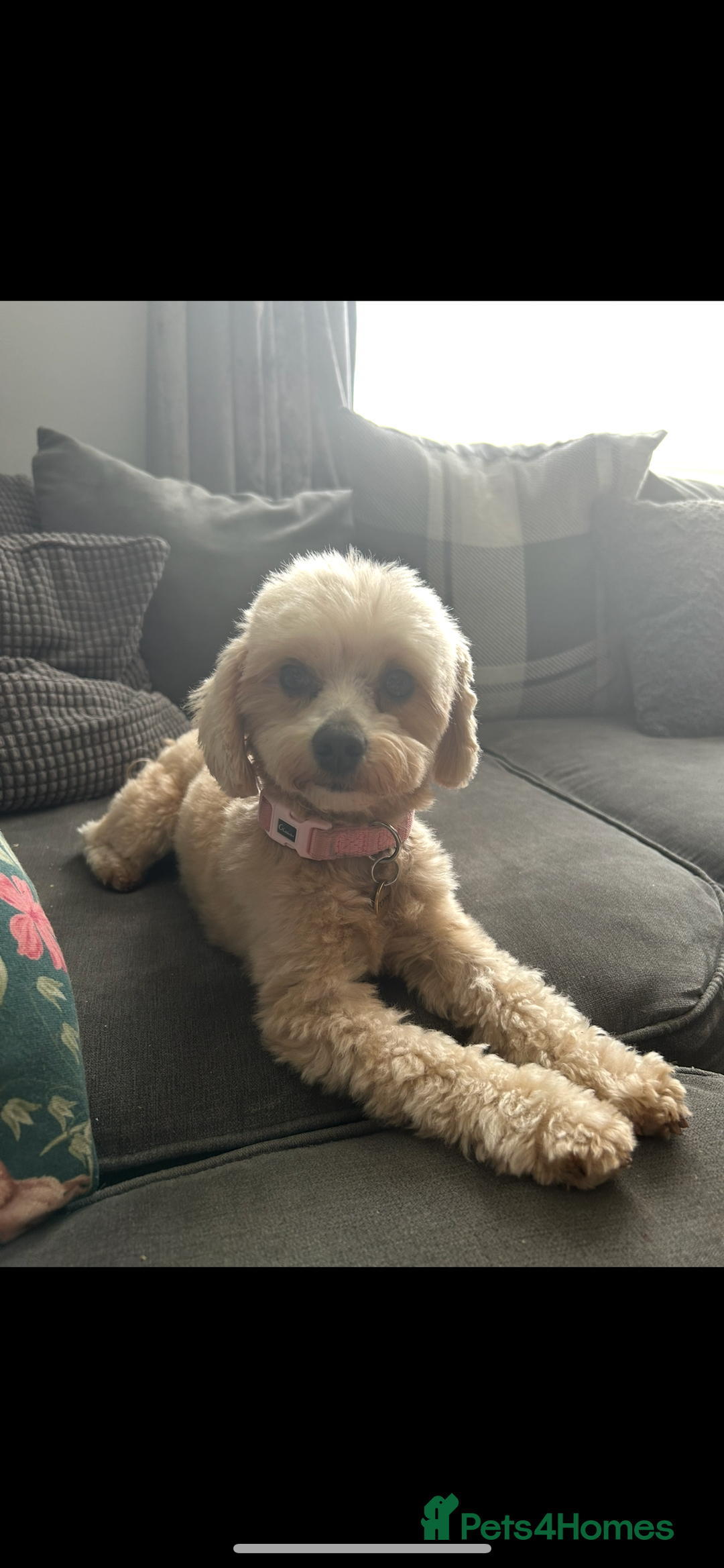 Maltipoo dogs for sale: ✨ Maltipoo Puppies Looking for Forever Homes! ✨ - Image 15