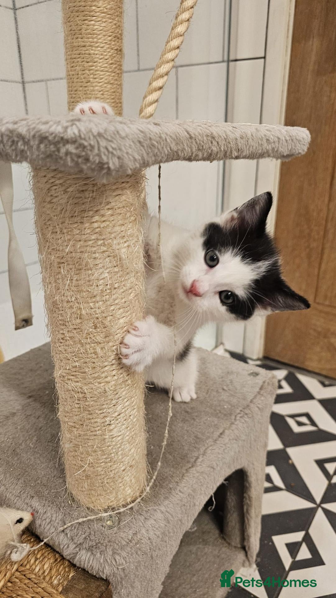 Mixed Breed cats 1 Kitten left of this gorgeous litter - Advert 8