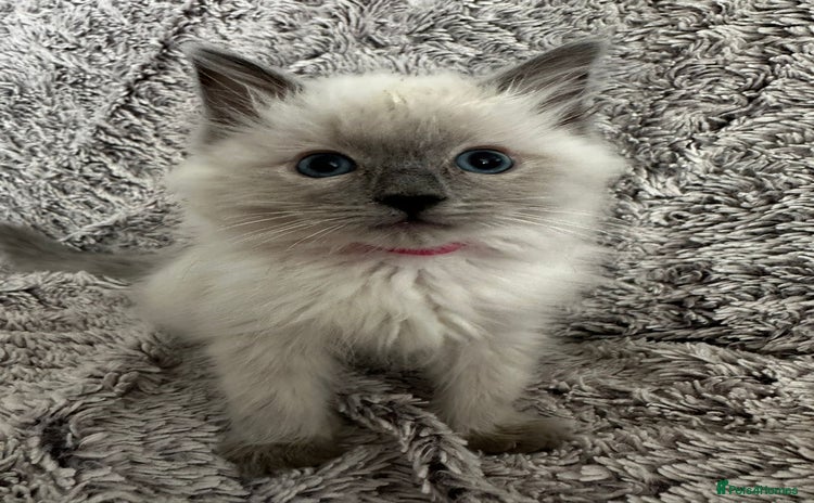 Ragdoll cats - Advert 1