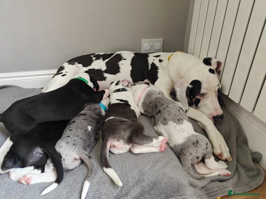 Great Dane dogs for sale: 🐾 Stunning Great Dane Puppies for Sale 🐾 - Advert 11