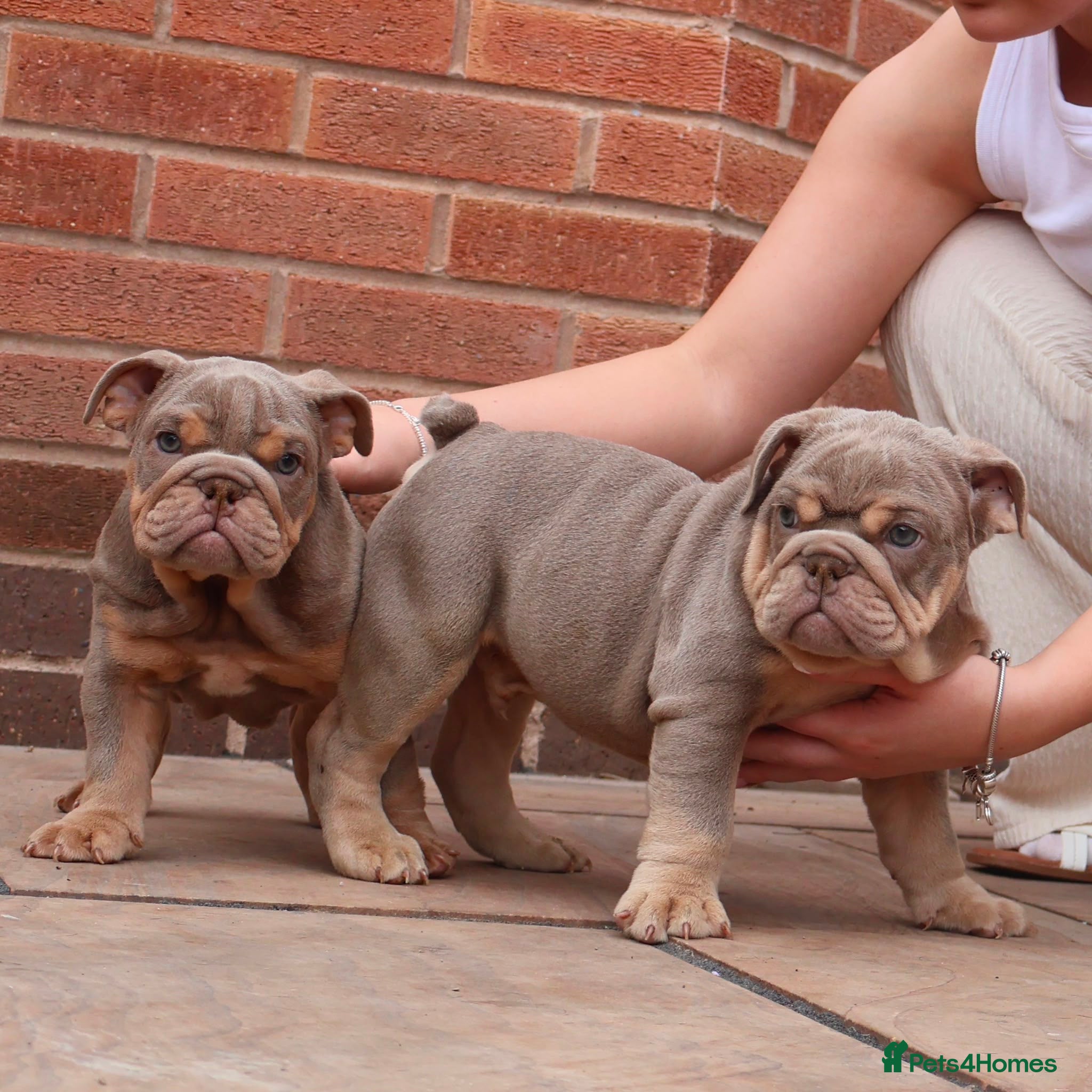English Bulldog dogs DOLCExKOBE SHORT COMPACT MR MUCCLE BLOODLINE  - Advert 6