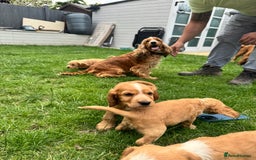 Cocker Spaniel dogs for sale: Stunning Litter of KC Reg Cocker Spaniel Puppies - Image 20
