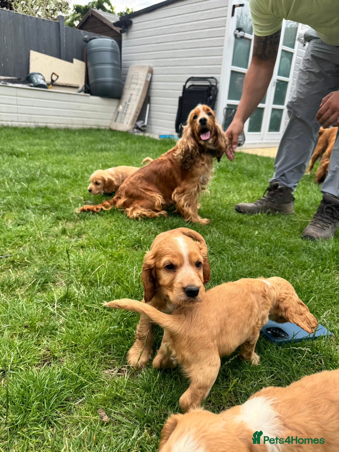 Cocker Spaniel dogs for sale: Stunning Litter of KC Reg Cocker Spaniel Puppies - Image 20