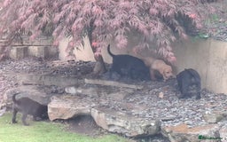 Labrador Retriever dogs for sale: Beautiful Labrador Puppies **READY NOW** - Image 11