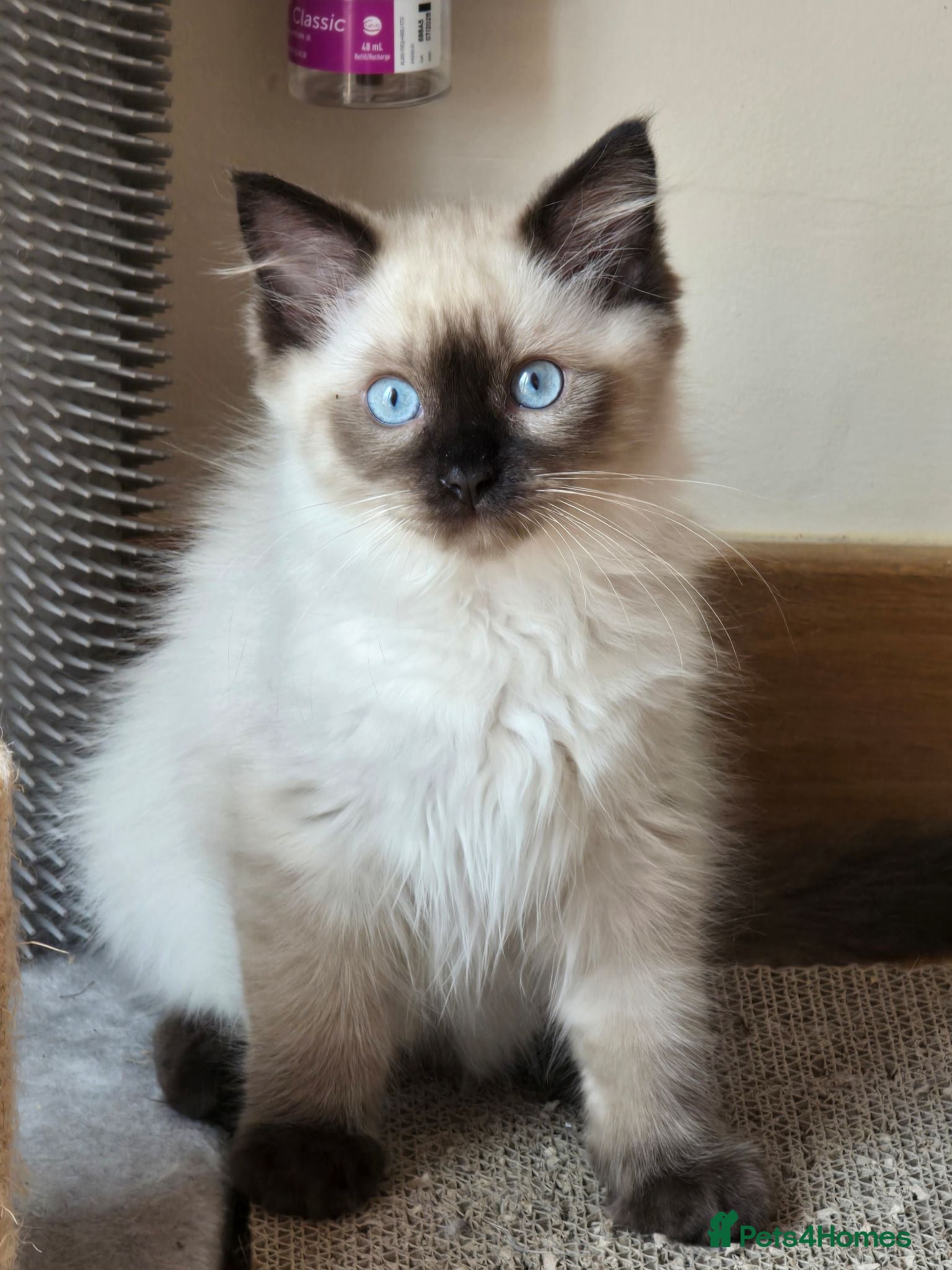 Ragdoll cats for sale: Last Seal Boy Full vaccines Chipped Insured🤎 - Advert 7