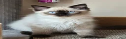 Ragdoll cats for sale: Fully Vaccinated, Microchipped, Insured Ready Now  - Advert 13