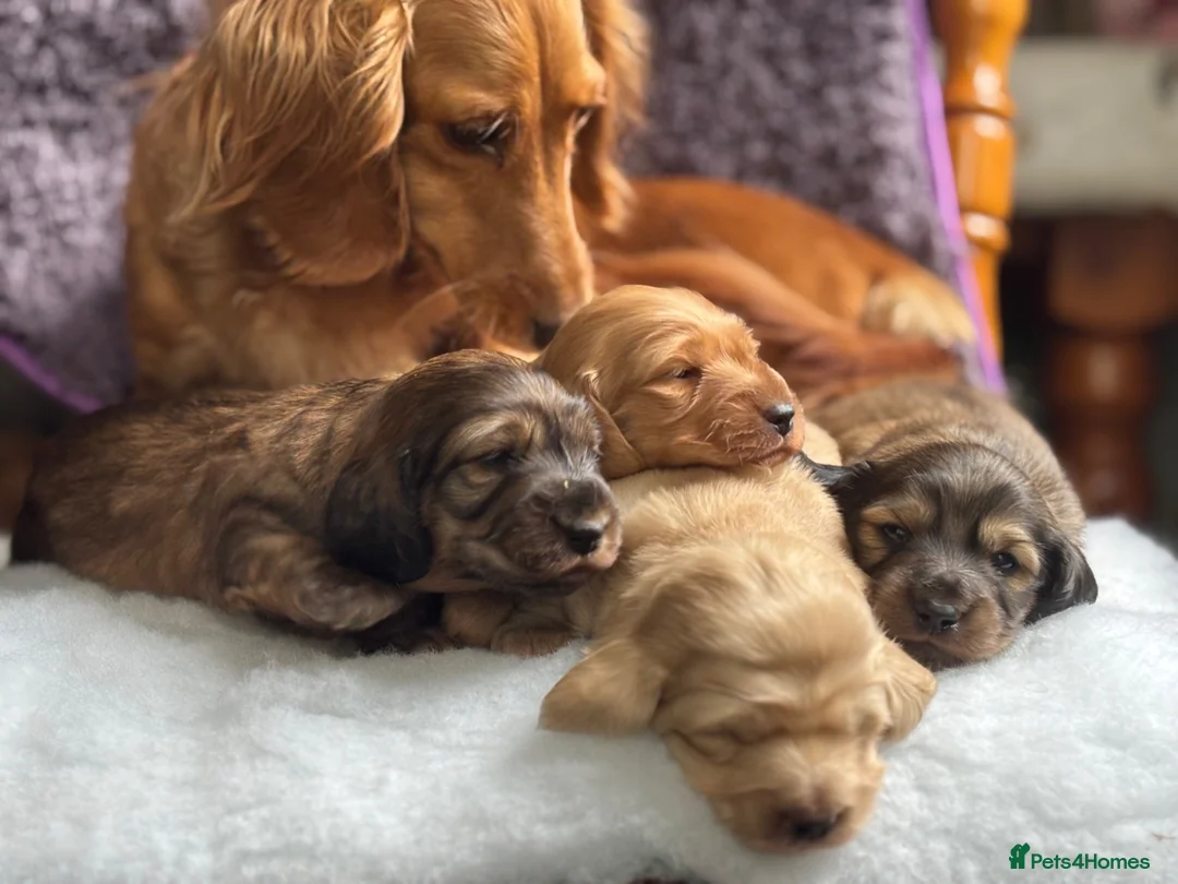 Miniature Dachshund dogs for sale: ⚜️longhaired miniature cream dachshunds⚜️ - Advert 17