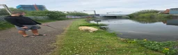Golden Retriever dogs for sale: Golden Retriever (KC registered) - Advert 4