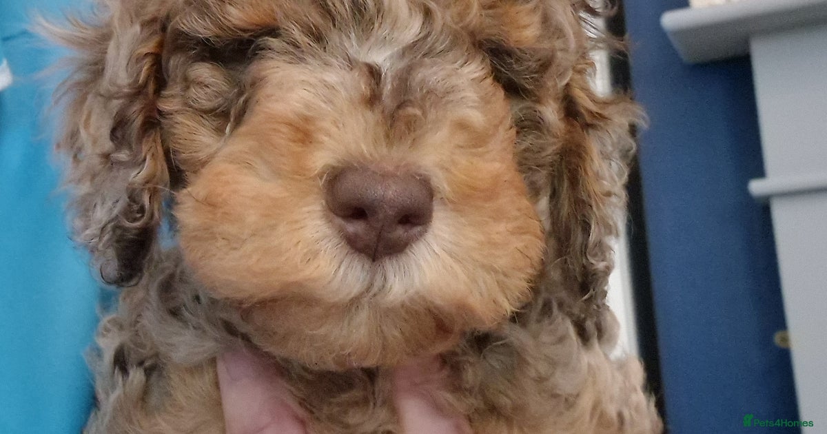 Beautiful chocolate merle Cockapoo for sale in | Pets4Homes