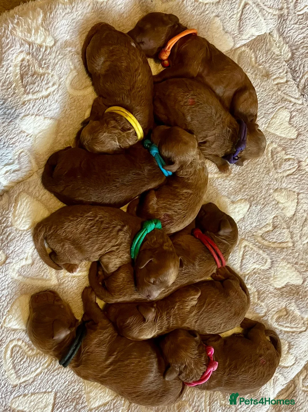 Miniature Poodle dogs for stud: Deep red KC reg miniature poodle stud in Tonbridge - Advert 10