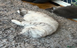 British Shorthair cats for sale: Beautiful bsh kittens looking for forever homes  - Image 13