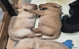 Labrador Retriever dogs for sale: Labrador puppies -1 black girl & 3 black boys left - Image 7