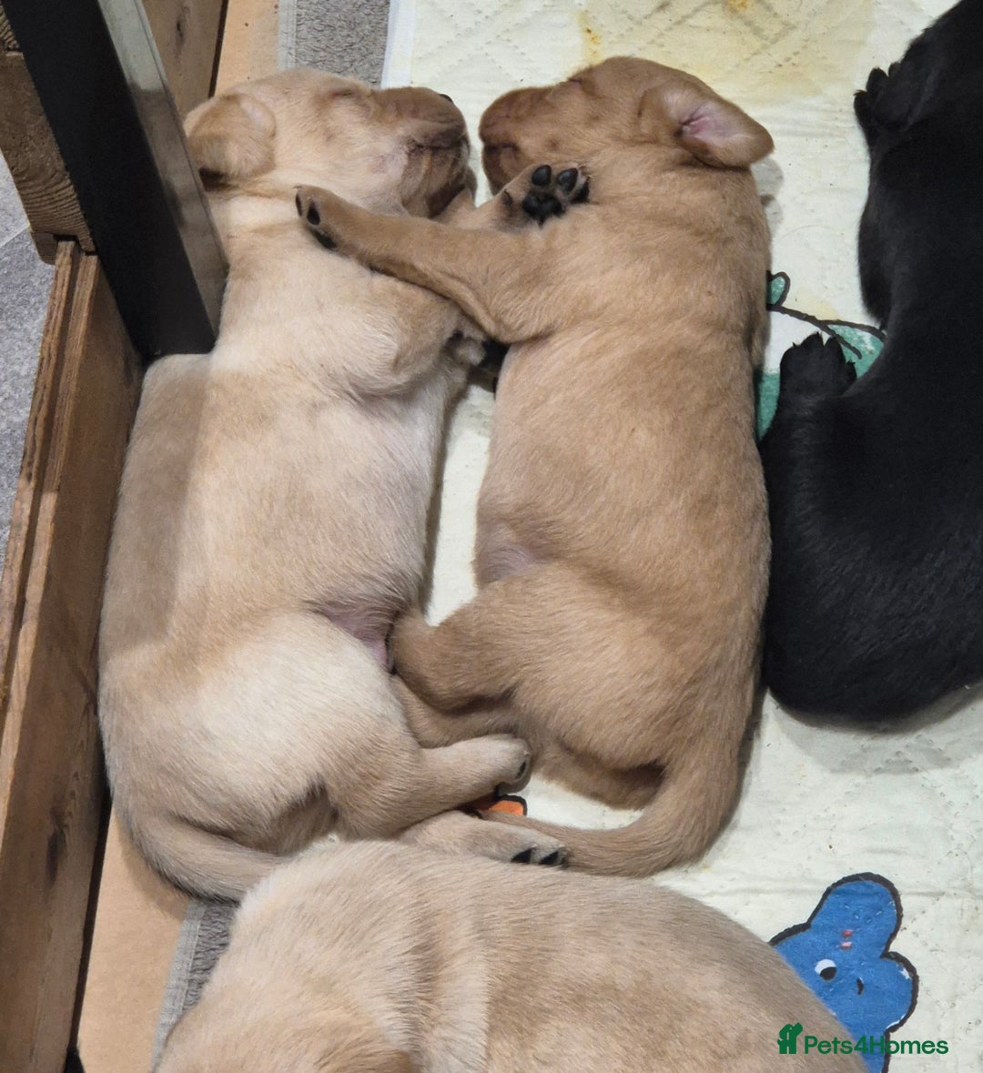 Labrador Retriever dogs for sale: Labrador puppies -1 black girl & 3 black boys left - Image 7