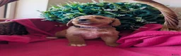 Australian Labradoodle dogs for sale: Stunning Red Australian Labradoodle puppies  - Advert 9