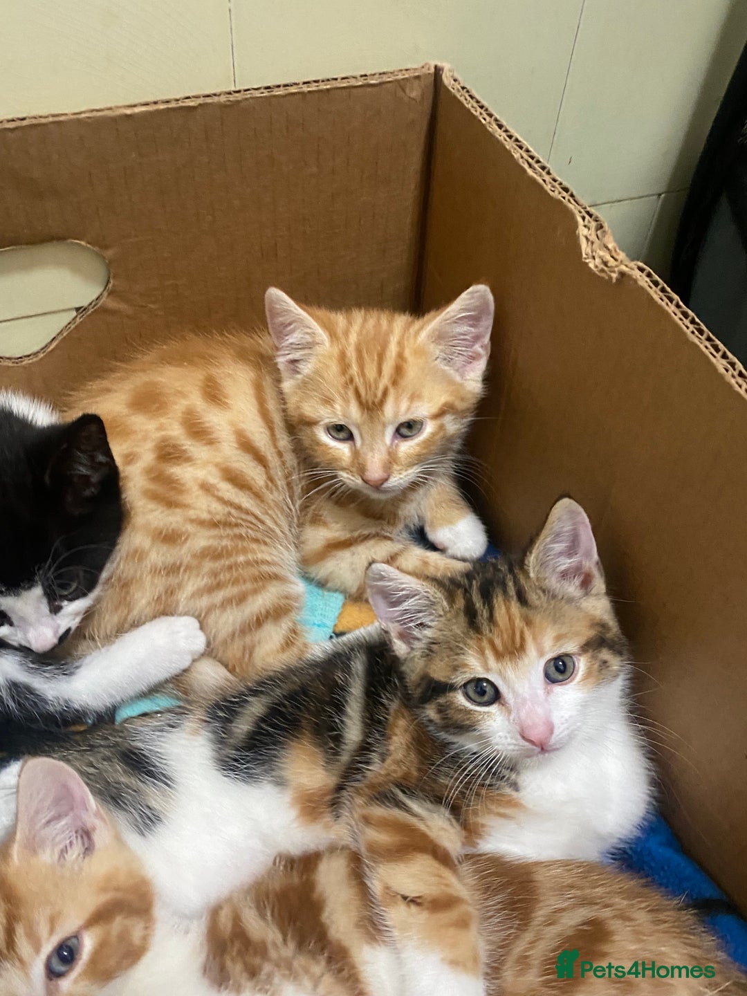 Domestic Shorthair cats for sale: Beautiful Kitten  - Image 2
