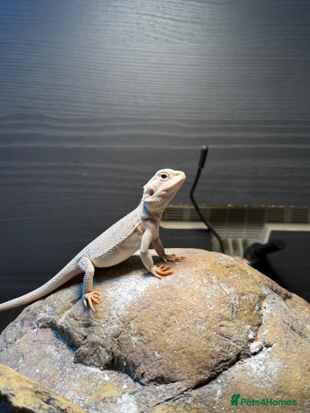 Bearded Dragon reptiles for sale: Hyper zero bearded dragon  - Advert 2