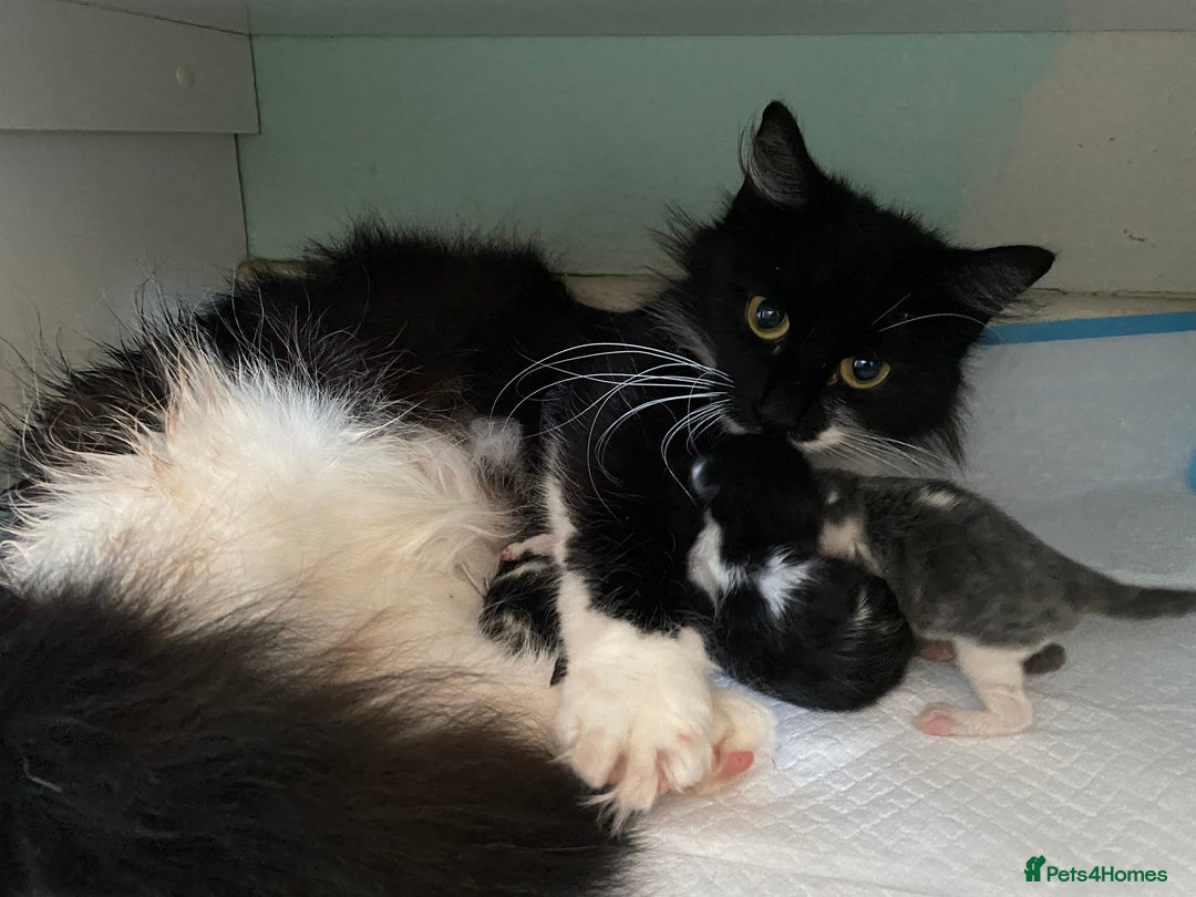 Mixed Breed cats for sale: beautiful kittens - Image 6