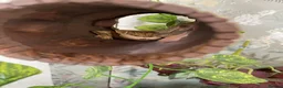 Gecko reptiles for sale: White Lilly Gecko & Set up - Advert 3