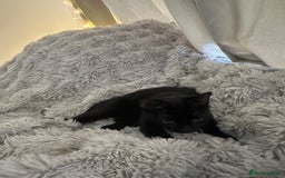 Mixed Breed cats for sale: Small female black cat  - Image 2