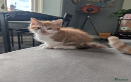 Mixed Breed cats for sale: Playful boy for sale ready now - Image 2