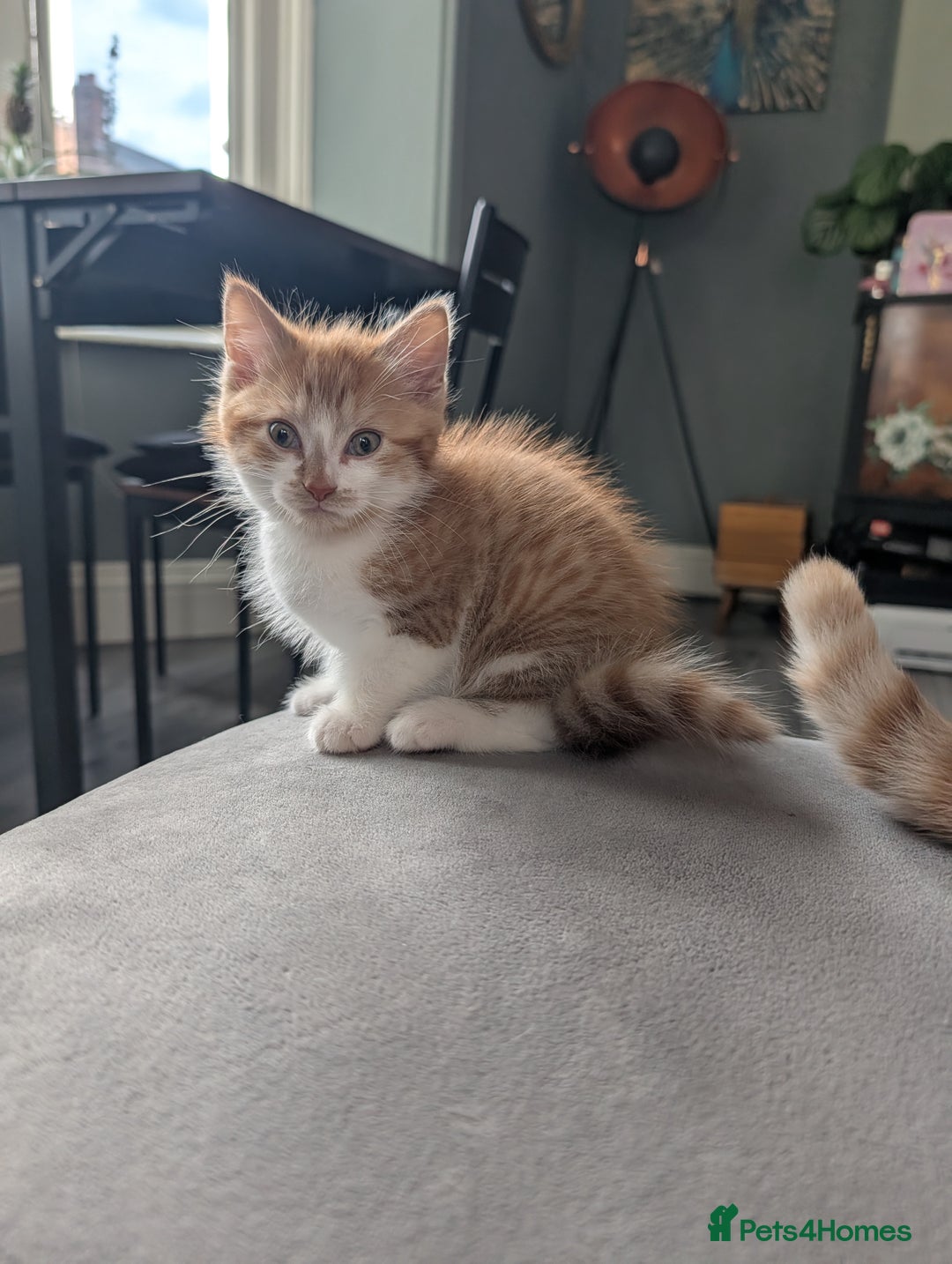 Mixed Breed cats for sale: Playful boy for sale ready now - Image 2