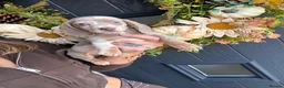 Miniature Dachshund dogs for sale: Miniature dachshund puppies  - Advert 5