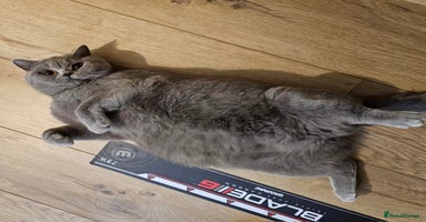 British Shorthair cats - Advert 13