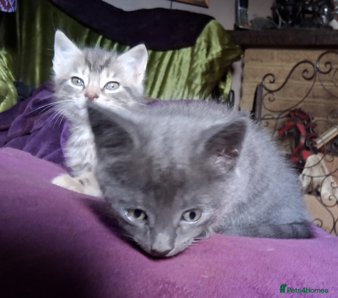 Mixed Breed cats for sale: ⭐️⭐️Stunning Russian Blue X Bengal Kittens ⭐️⭐️⭐️ - Advert 26
