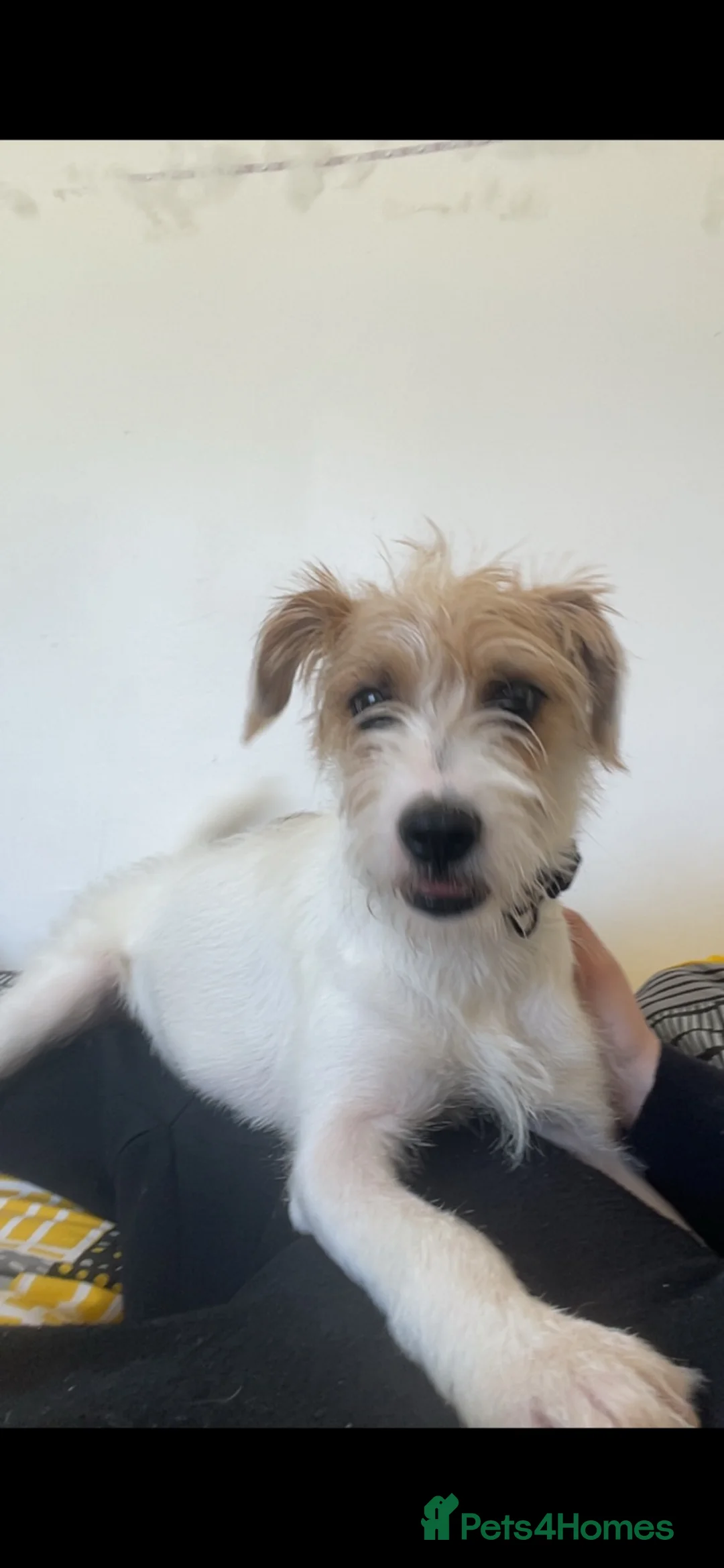 Mixed Breed dogs for sale: Archie in Stirling - Advert 2