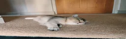 British Shorthair cats for sale: 1 left, Rare Tipped Tabby British Shorthair girl - Advert 2