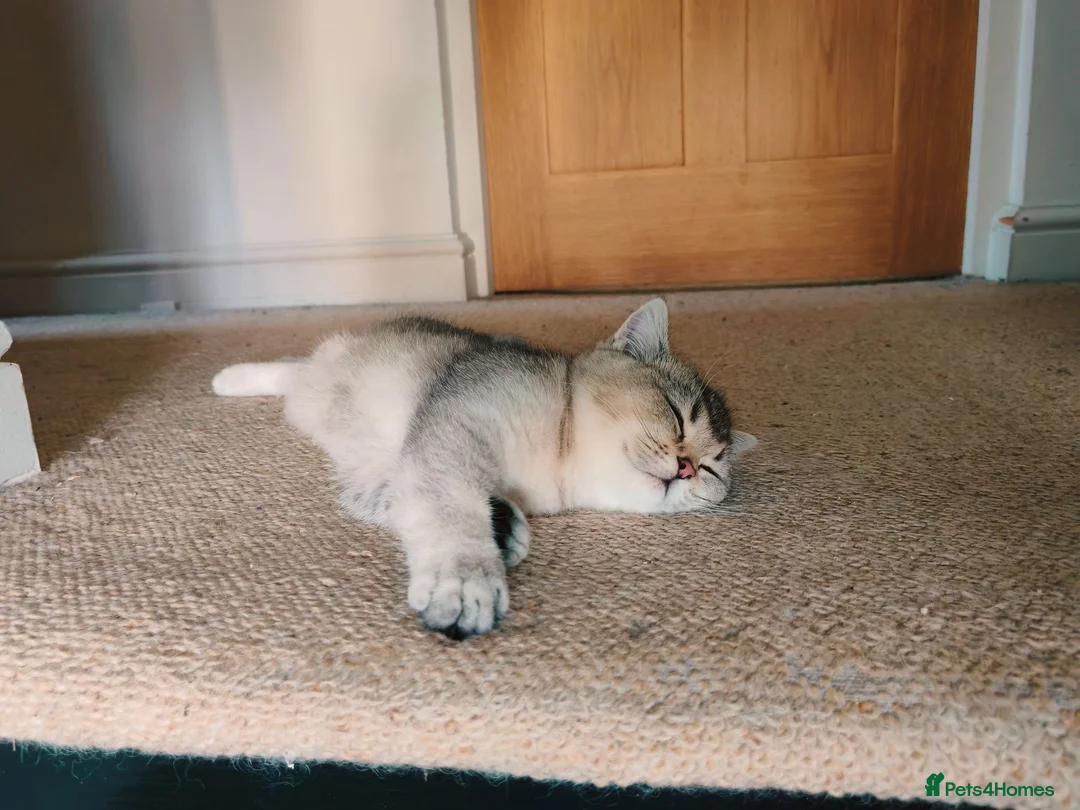 British Shorthair cats for sale: 1 left, Rare Tipped Tabby British Shorthair girl - Advert 2
