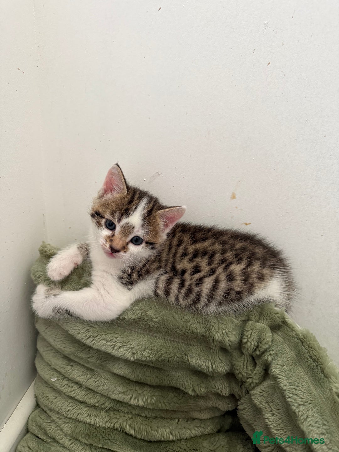 Oriental cats for sale: Super Friendly Little Boy - Image 7