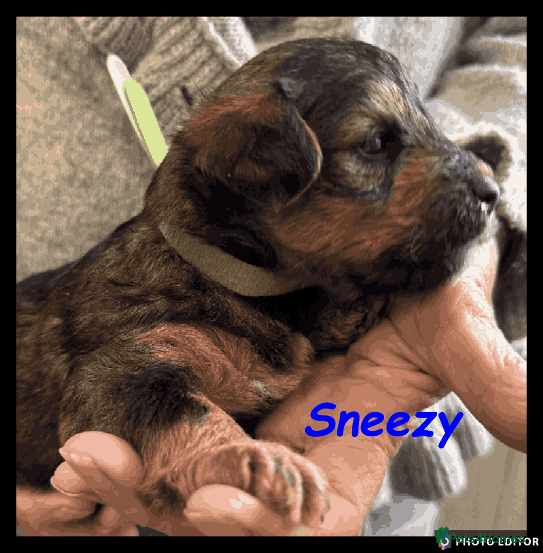 Yorkiepoo dogs for sale:  Adorable YorkiePoo Pups Looking for Loving Homes  - Image 24