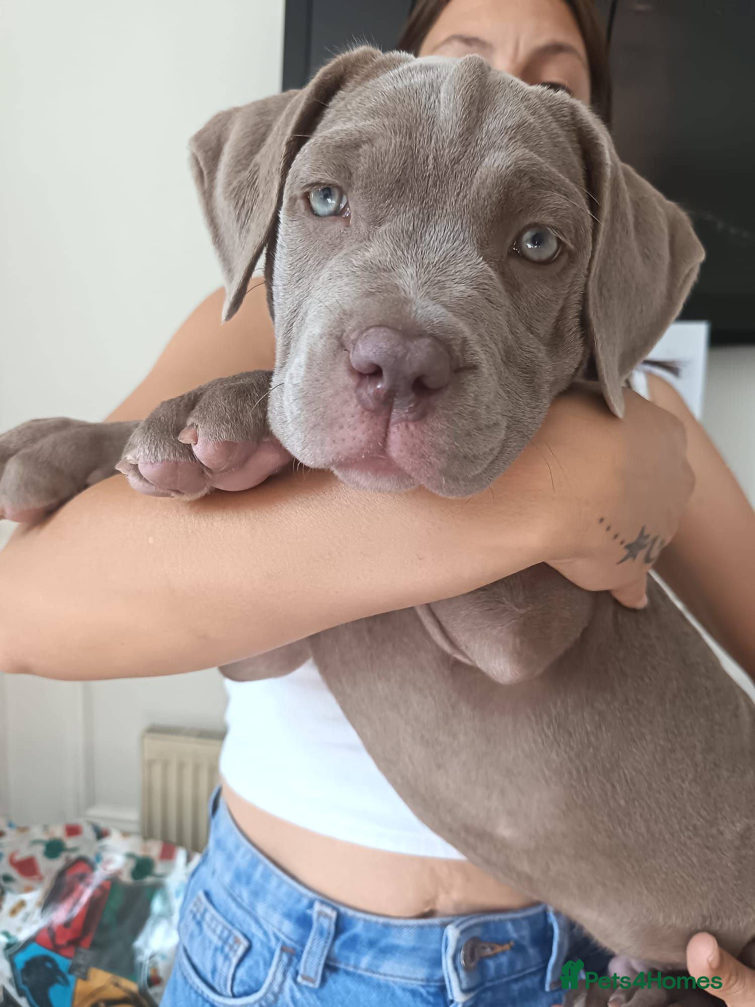 Cane Corso dogs 💎Cane Corso Pup,💎 READY TO GO 💎 - Advert 3