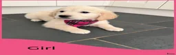 Golden Retriever dogs for sale: KC Registered Golden Retriever puppies  - Advert 11