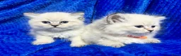 Siberian cats for sale: 💎💎GCCF Siberian Neva Masquerade Kittens💎💎 - Advert 15
