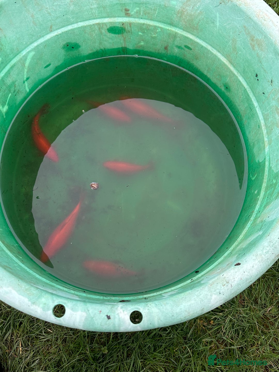 Pond Fish fish for sale: Pond fish - Comets, Gold & Carp - Advert 2