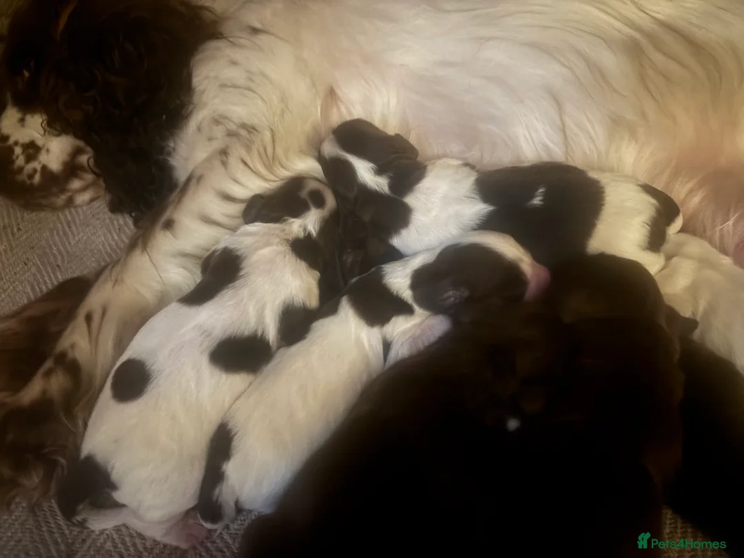 Sprocker dogs for sale: Chocolate and white Sprocker Puppies - Advert 3